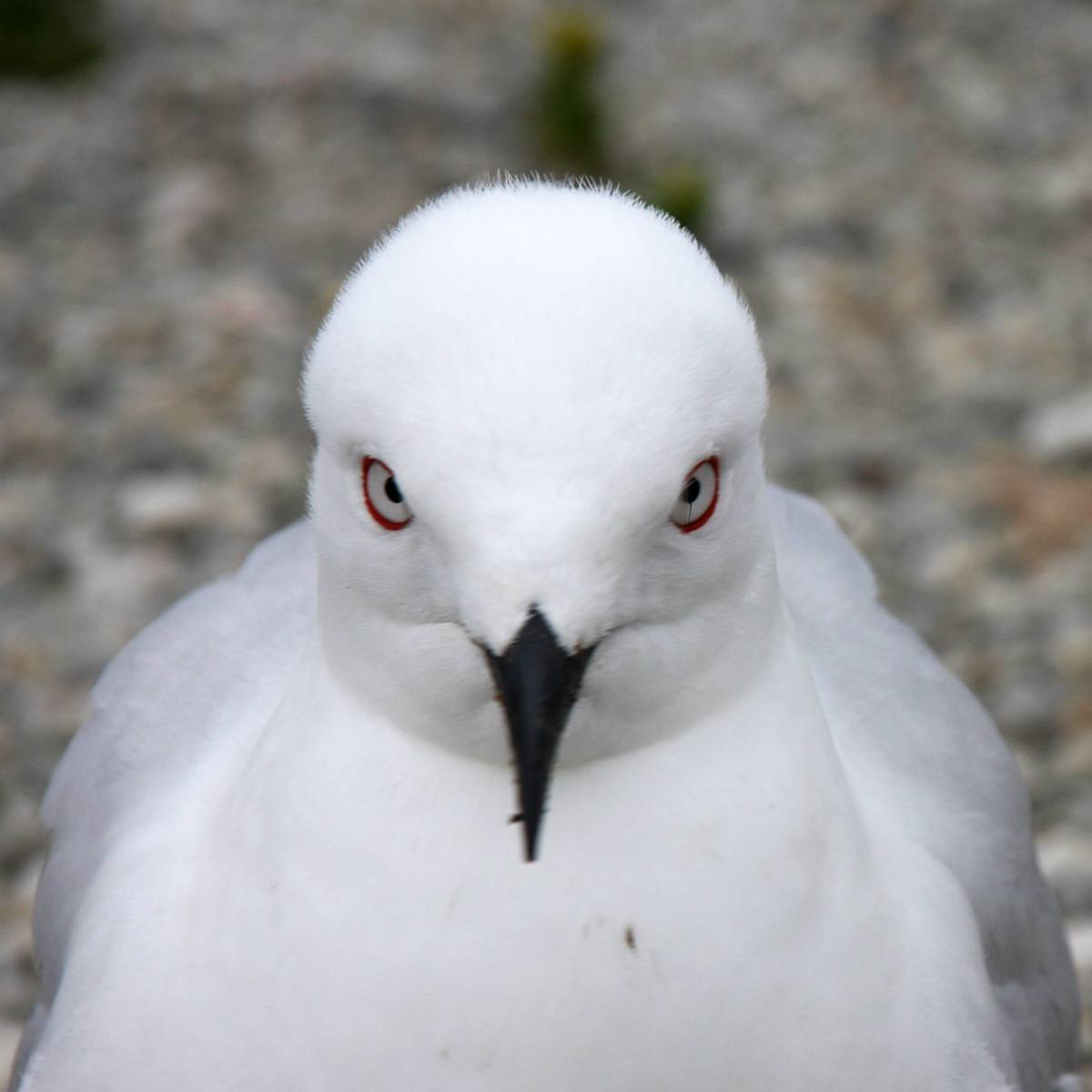 Ego – That Three Letter Word