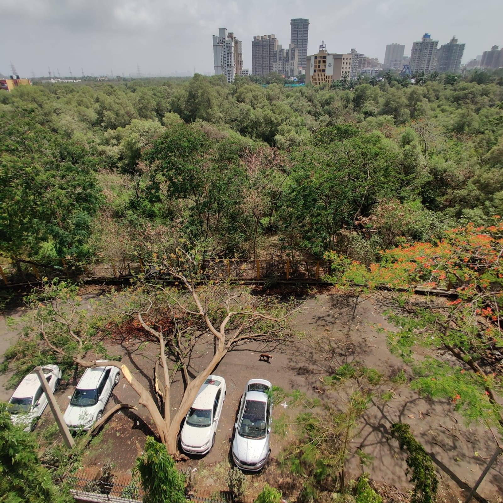This City and The Gulmohar Trees