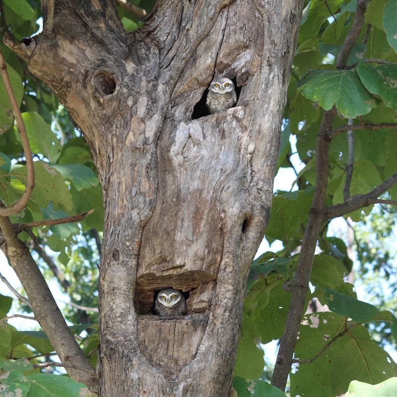 Two hoots – The World of AI & ChatGPT